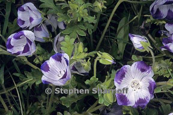 nemophila maculata 1 graphic